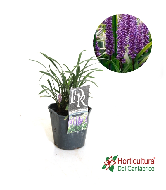liriope moneymaker