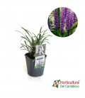 LIRIOPE MONEYMAKER 2.5L