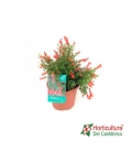 GRANATUM PUNICA ¨NANA¨ 2.5L