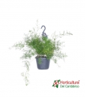 ASPARRAGUS SPRENGERI M17