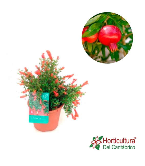 GRANATUM PUNICA ¨NANA¨ 2.5L