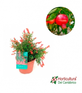 GRANATUM PUNICA �NANA� 2.5L