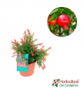GRANATUM PUNICA ¨NANA¨ 2.5L