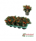 SOLANUM M13