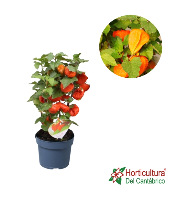 PHYSALIS M13