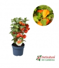 PHYSALIS M13