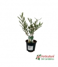 OLEA EUROPEA M14