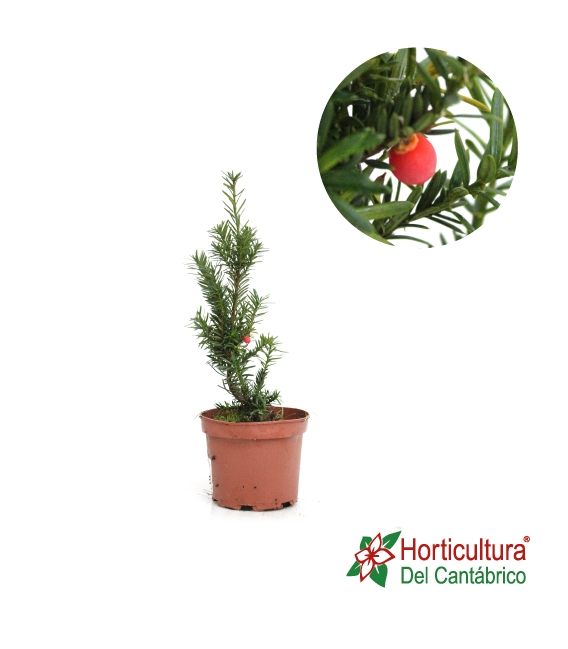TAXUS HICKSII M18