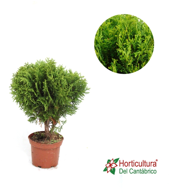 THUJA OCCIDENTALIS DANICA M17