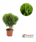 THUJA OCCIDENTALIS DANICA M17