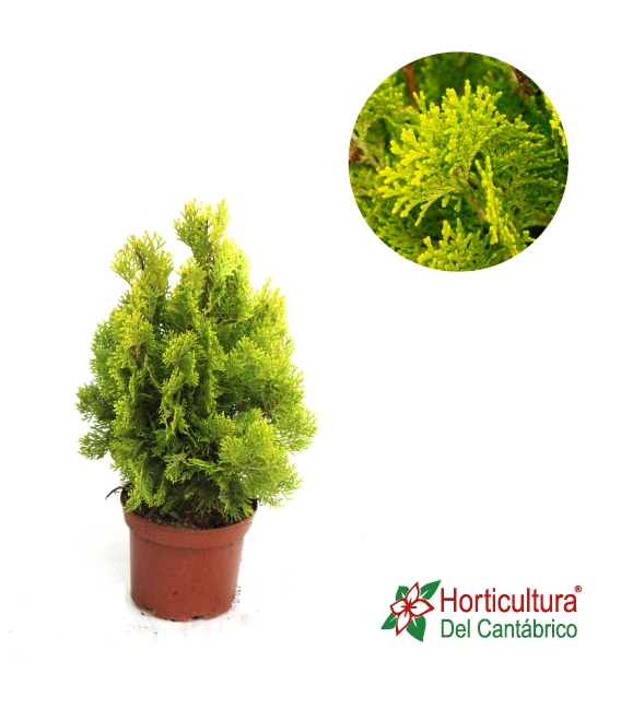 THUJA ORIENTALIS PIR AUREA M17