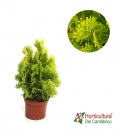 THUJA ORIENTALIS AUREA M17