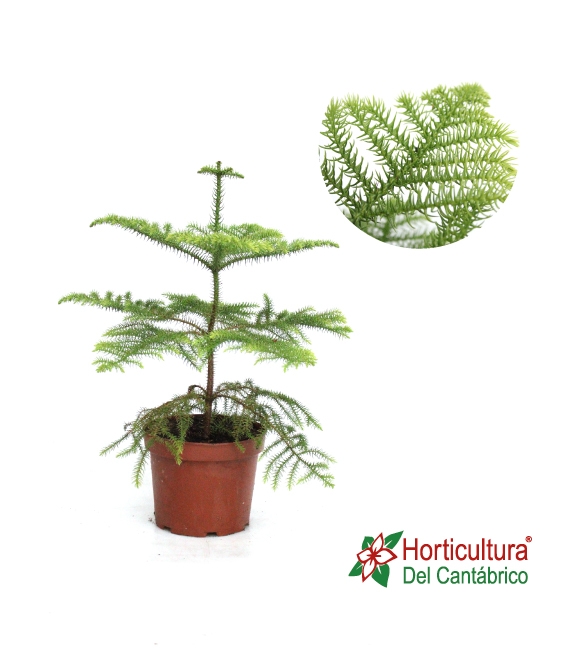Araucaria heterophylla Planta