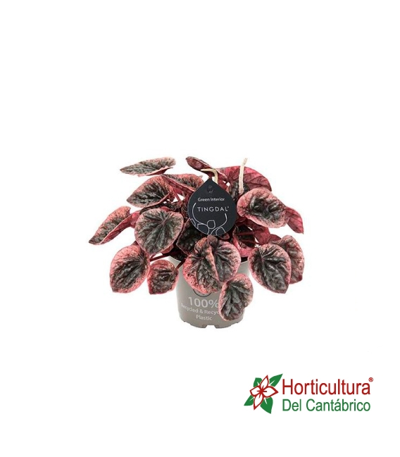 peperomia arbicos 