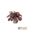 peperomia arbicos 