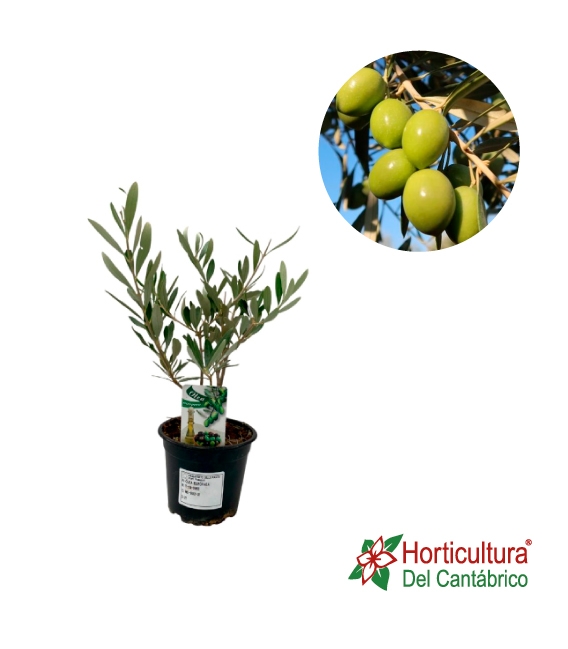 OLEA EUROPEA M14