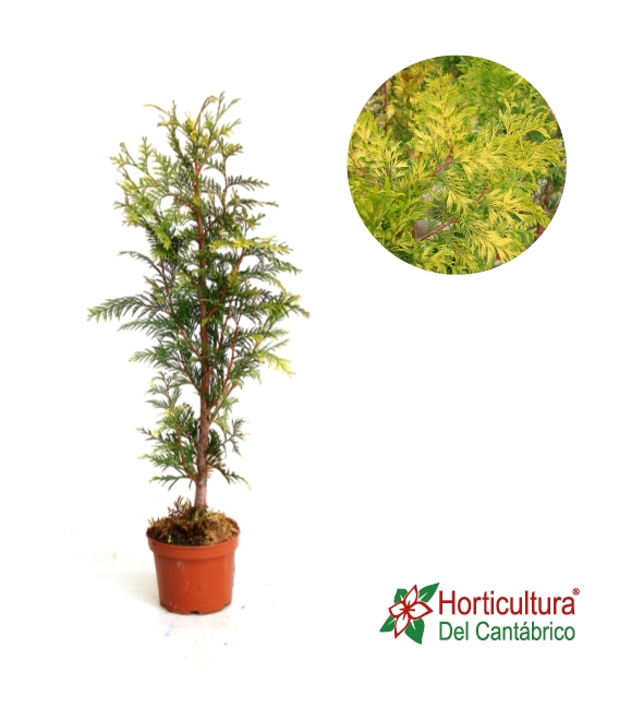 THUJA PLICATA ZEBRINA M17