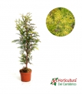 THUJA PLICATA ZEBRINA M17