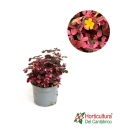 OXALIS VULCAN PINK M10