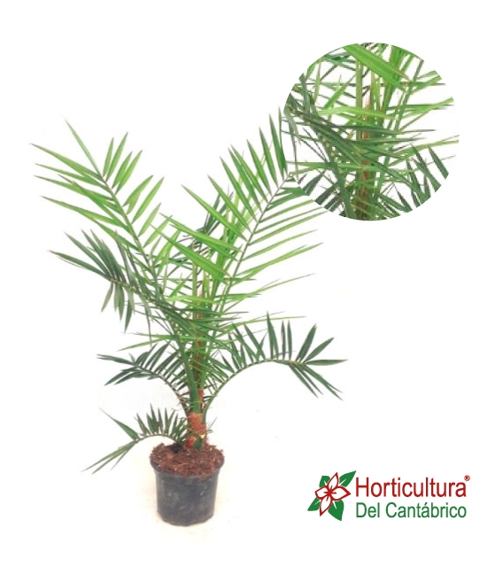 PHOENIX CANARIENSIS M15