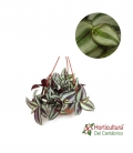 Tradescantia zebrina