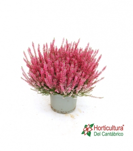CALLUNA M17