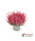 CALLUNA M17