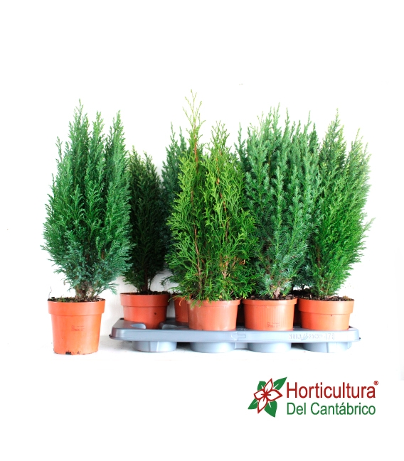 CONIFERAS M 13