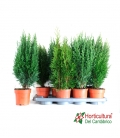 CONIFERAS MIX M13