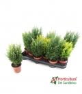 CONIFERA MIX M9