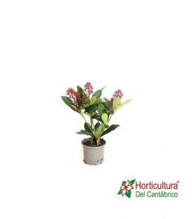 SKIMMIA RUBELLA M10.5