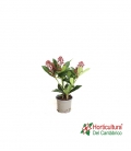 Skimmia Rubella