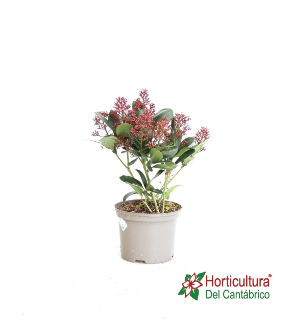 SKIMMIA RUBELLA M17