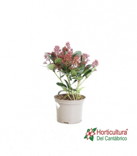 SKIMMIA JAP RUBELLA M17