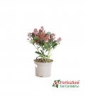 SKIMMIA JAP RUBELLA M17