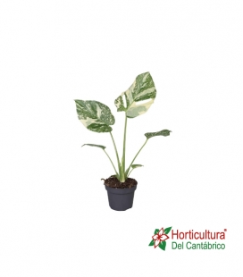 MONSTERA THAI CONSTELLATIO M12