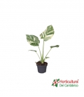 MONSTERA THAI CONSTELLATIO M12
