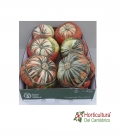 Calabaza Turban