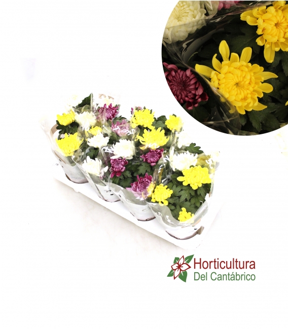Crisantemo deco