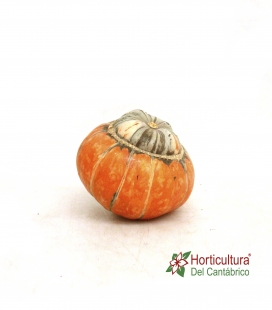 CUCURBITA TURBAN