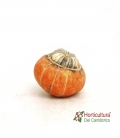 CUCURBITA TURBAN