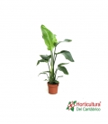 STRELITZIA REGINAE M17