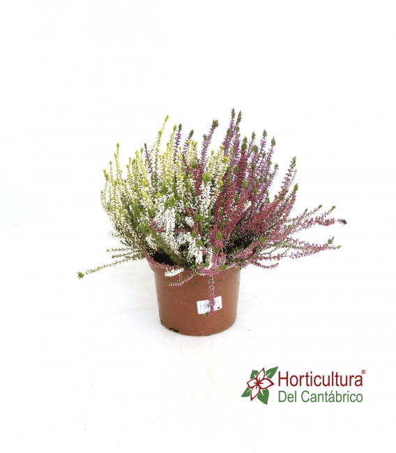 CALLUNA M17 BICOLOR