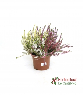 CALLUNA M17 BICOLOR