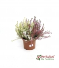 CALLUNA TRICOLOR M17