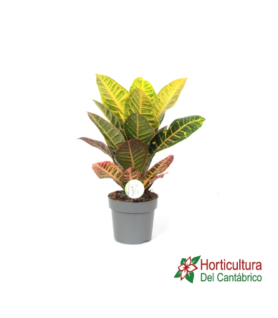 CROTON PETRA M-17