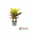 CROTON PETRA M17