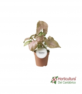 SYNGONIUM NEON RUBUSTA M12
