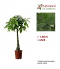 PACHIRA ACUATICA M25 1.60M