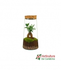 Terrario plantas verdes